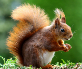 Squirrel upclose